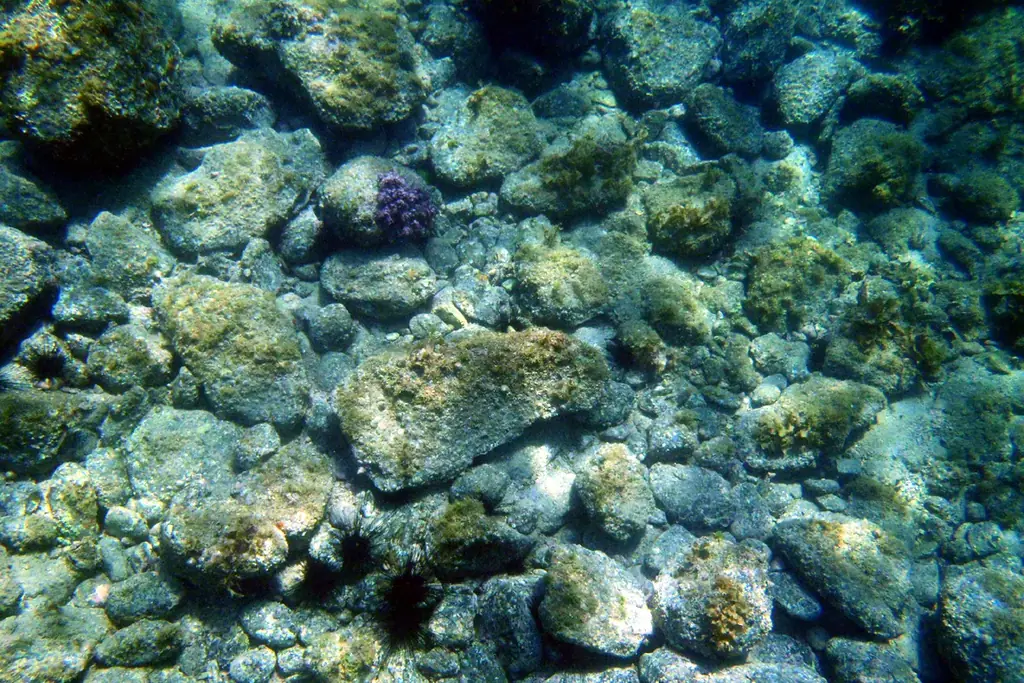 課題先進地・五島市の視察研修プログラム「五島五感塾」７月７日販売開始【長崎県・一般社団法人 五島市観光協会】 画像 3