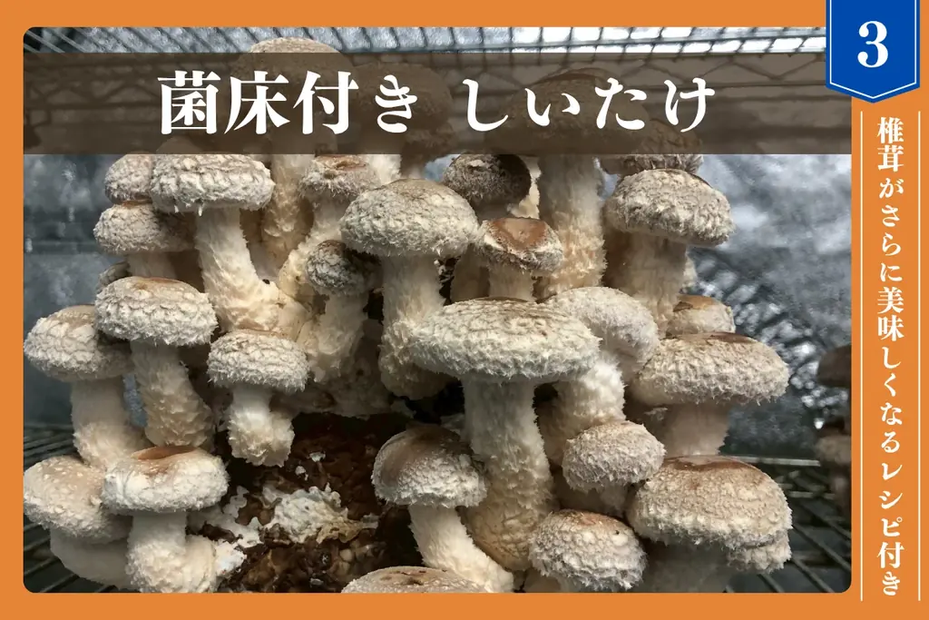 【たのしいたけ園】障がい者の経済的自立を応援！肉厚ジューシー「たのしいたけ」で育む笑顔と未来！クラウドファンディング開始 画像 6