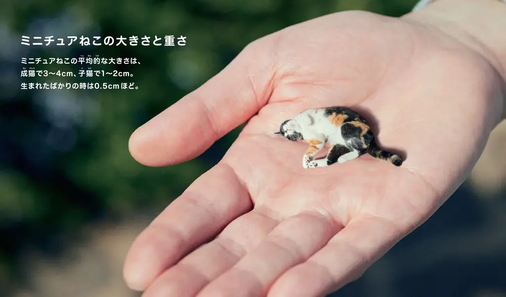【あまりの可愛さに猫好き大興奮!?】「パンダの穴BOOKS」第1作目の『ミニチュアねこの飼い方』発売決定&予約開始!! 画像 2