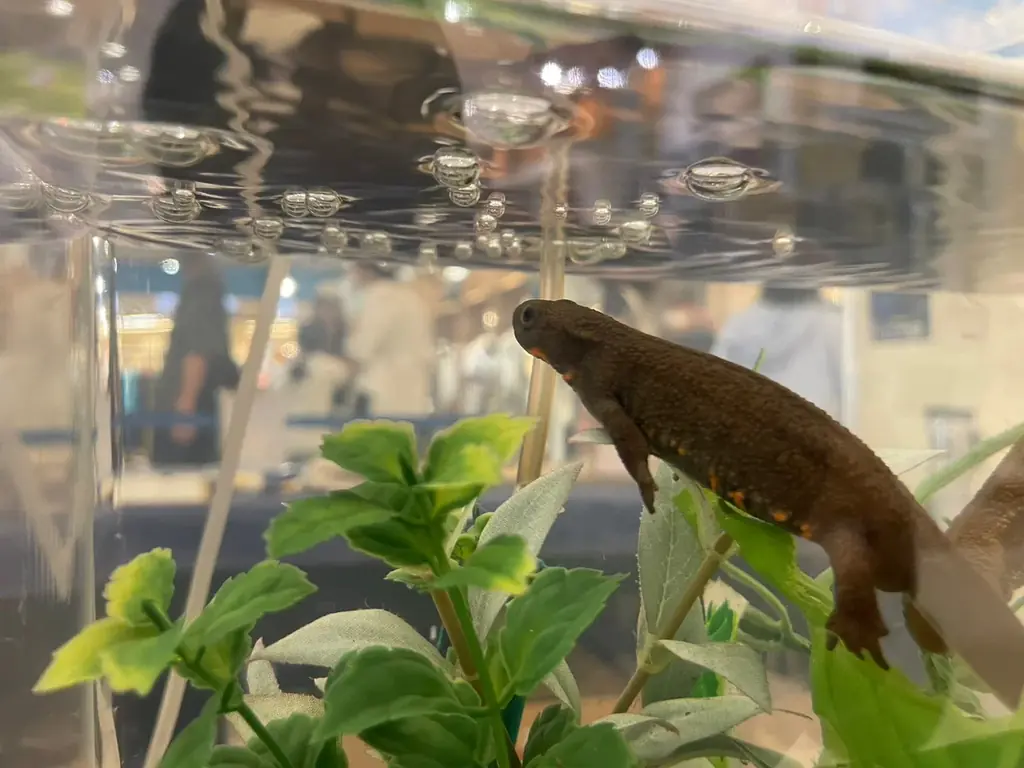 “海”を感じる館内装飾や移動水族館など夏休みを家族で楽しむ　あみアウトレット「Happiness Summer」開催 画像 12