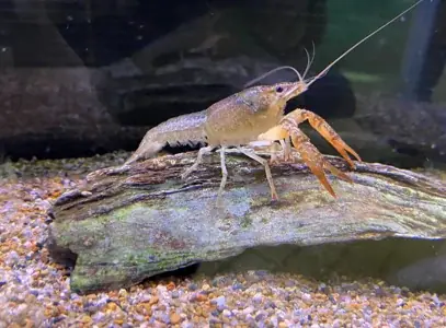 “海”を感じる館内装飾や移動水族館など夏休みを家族で楽しむ　あみアウトレット「Happiness Summer」開催 画像 13