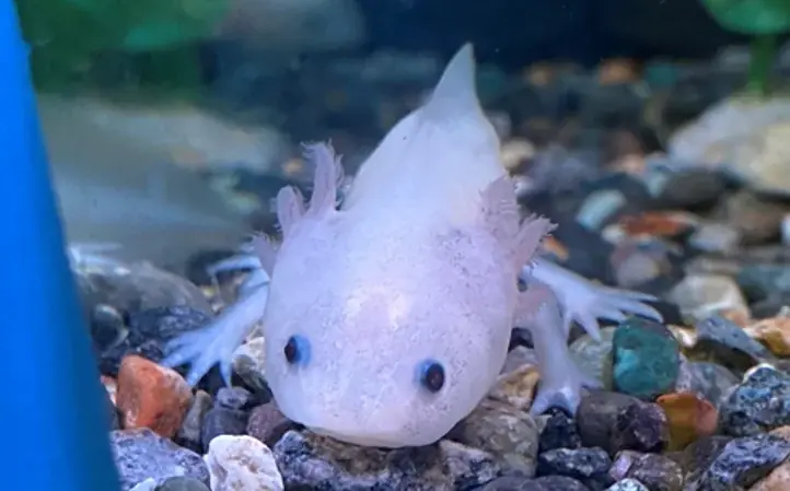 “海”を感じる館内装飾や移動水族館など夏休みを家族で楽しむ　あみアウトレット「Happiness Summer」開催 画像 3