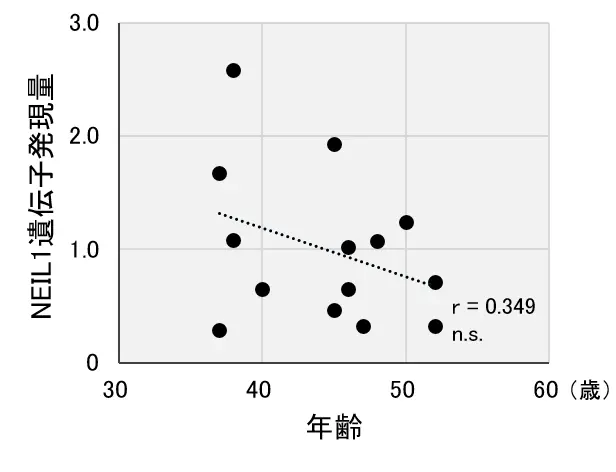 肌のメラニン、コラーゲンの量に影響を及ぼすDNA修復酵素を発見 ～美肌に重要なDNA修復酵素『NEIL1』～ 画像 3