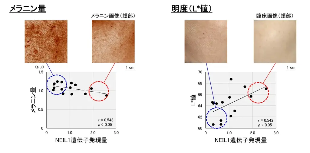 肌のメラニン、コラーゲンの量に影響を及ぼすDNA修復酵素を発見 ～美肌に重要なDNA修復酵素『NEIL1』～ 画像 4