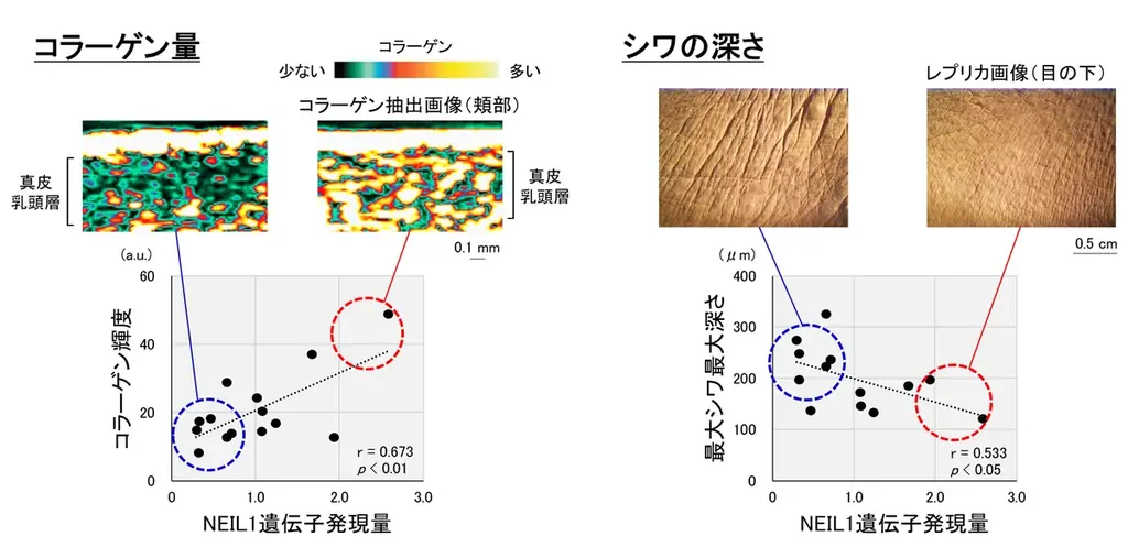 肌のメラニン、コラーゲンの量に影響を及ぼすDNA修復酵素を発見 ~美肌に重要なDNA修復酵素『NEIL1』~ 画像 5