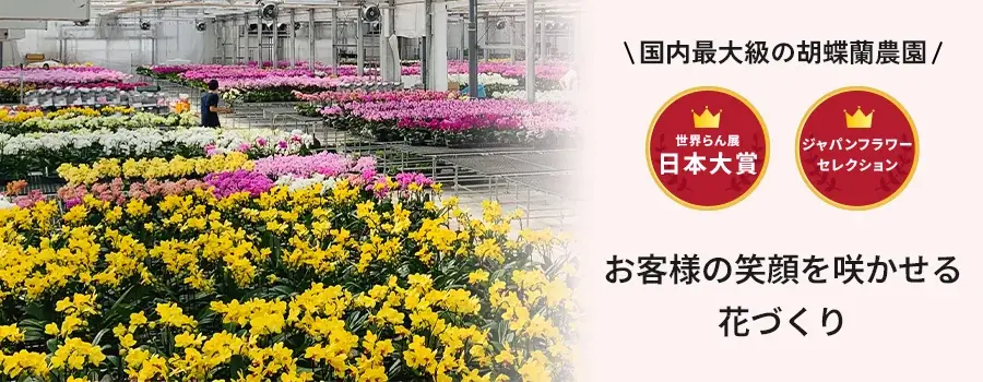 「ミニ胡蝶蘭」が当たるプレゼントキャンペーンを2025年7月9日~開催!|胡蝶蘭専門サイトフラワースミスギフト 画像 5