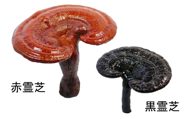 霊芝の亜臨界水抽出物が肌のDNA修復能力を高め、様々な肌悩みを改善することを発見 画像 1