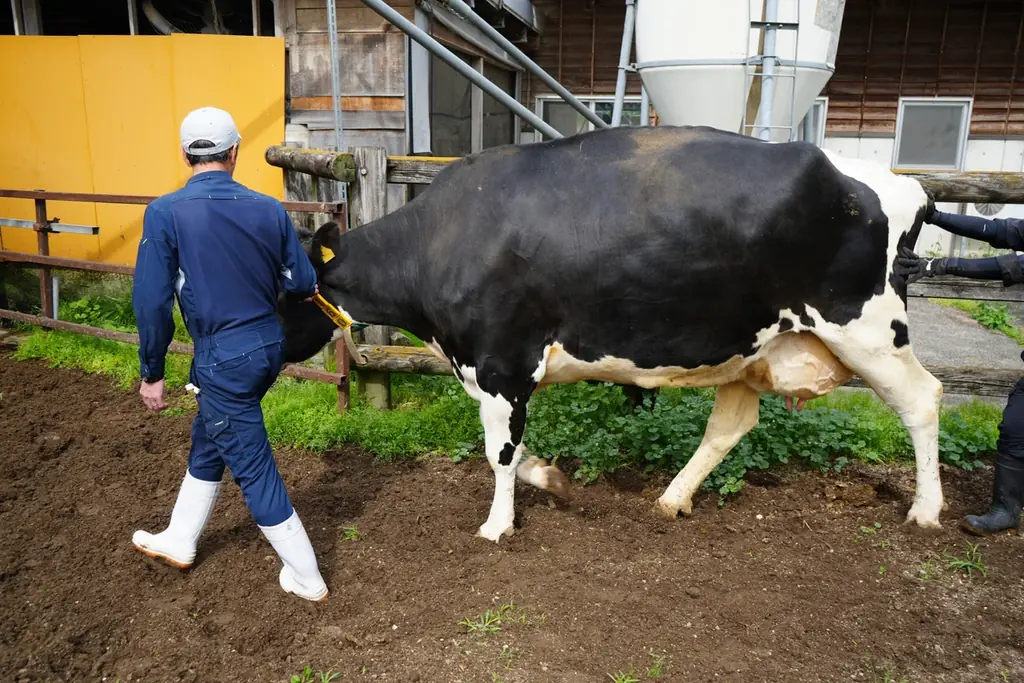 日本の酪農の力を引き出す「牛乳割り専用プロテイン」―大山乳業×ビーレジェンド、地域資源循環型プロジェクト始動― 画像 4