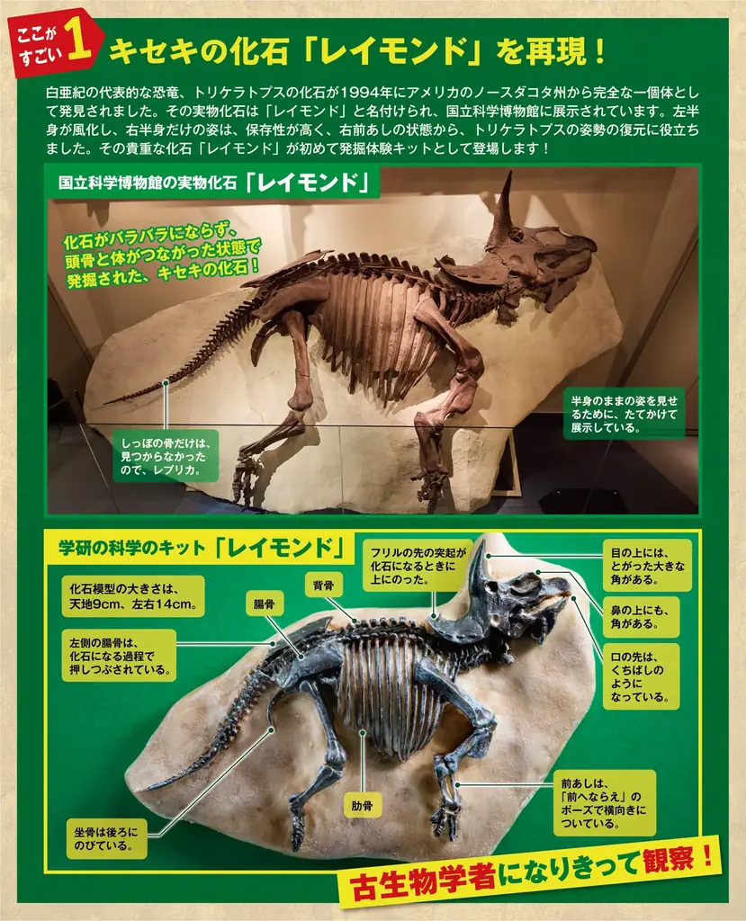 恐竜博士様 リクエスト 10点 まとめ商品 2025年10月23日発売『学研の科学』恐竜化石発掘キットで本格体験