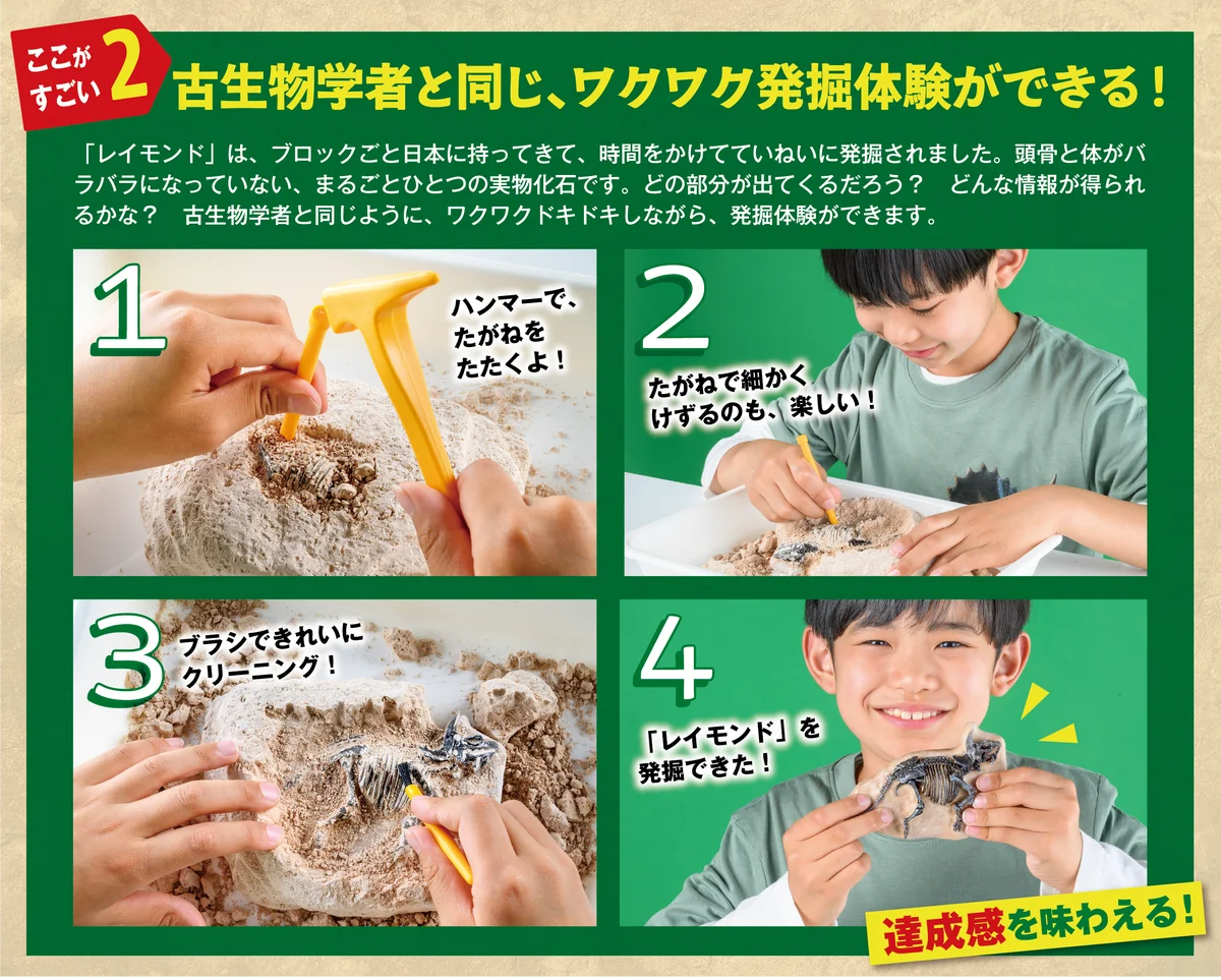 『学研の科学』第8弾は「恐竜化石発掘キット」！　国立科学博物館のトリケラトプスの化石「レイモンド」を再現！　キセキの化石を発掘体験できる！＜予約受付中＞ 画像 3