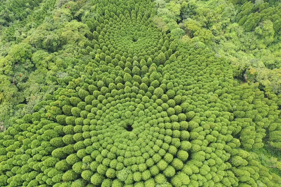 夏は宮崎へ！日南市の”とっておき”を巡る旅。雄大な自然を満喫できる、おすすめ「穴場スポット」をご紹介 画像 3