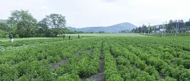 【北海道限定】清涼感抜群のスイーツ系サンドイッチの登場！チョコミントクリームを挟んだサンドイッチを7月16日（水）より期間限定で発売します 画像 2