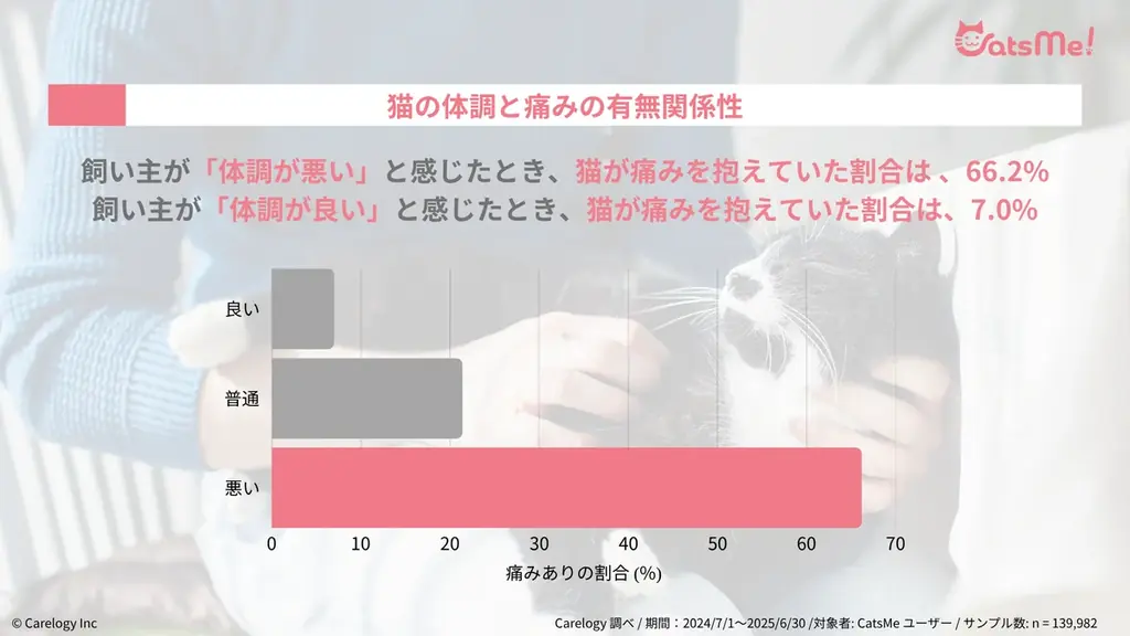 猫の痛みを 96% 以上の精度で検知する AI アプリ「CatsMe」、世界中の猫の健康維持に貢献するべく 「Cat Healthcare Campaign」を始動 画像 3