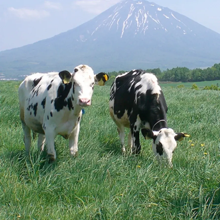 大丸札幌店で人気の北海道土産「ニセコメイプルバター」、メイプルとバターの香りが贅沢に広がる新商品「ゴールデンメイプル」7月18日（金）より発売 画像 7