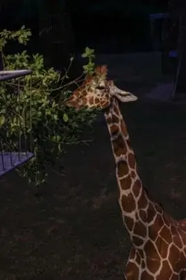 【のんほいパークナイトZOO】2025年の夏は夜の動物園で大冒険しよう! 画像 4