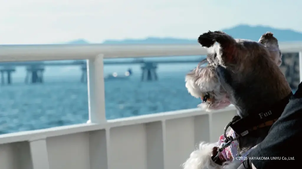 【2025年7月21日（月・祝） 「海の日」小学生乗船無料キャンペーン】boh boh KOBE船上で家族と一緒にあそboh boh（遊ぼう）♪ 画像 6