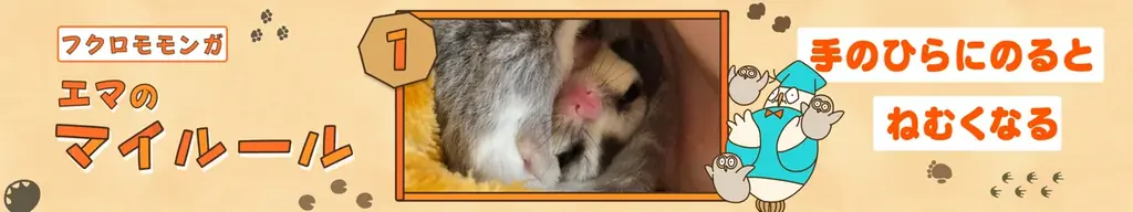 新たな一般応募企画スタート！さまざまな動物を募集して紹介するFamilyMartVisionオリジナル番組「集まれ！みんなの動物園」の募集を開始！ 画像 2