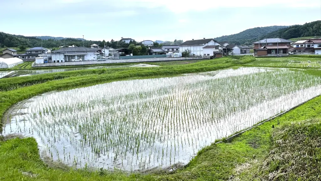 田んぼごとの味わいの違いを楽しむ次世代の日本酒「YOGANSUの酒 」。広島県三原市の「よがんす白竜」が、新酒4種類（VT2024）を7/19(土)より発売開始。 画像 3