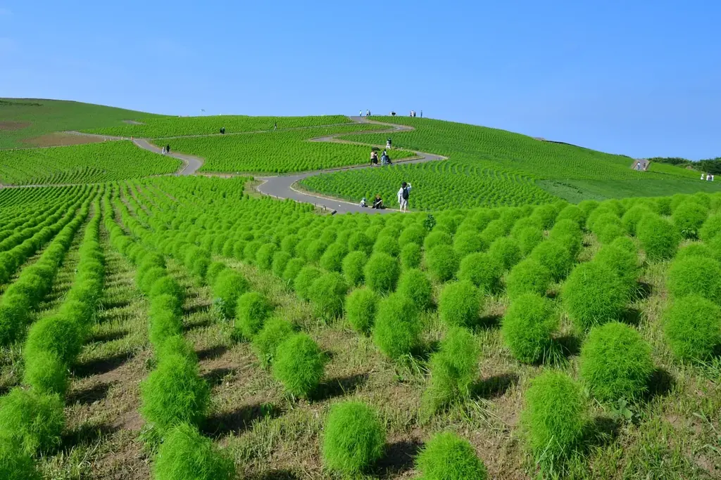 「とびっきり！夏フェア！」を開催します（国営ひたち海浜公園） 画像 1