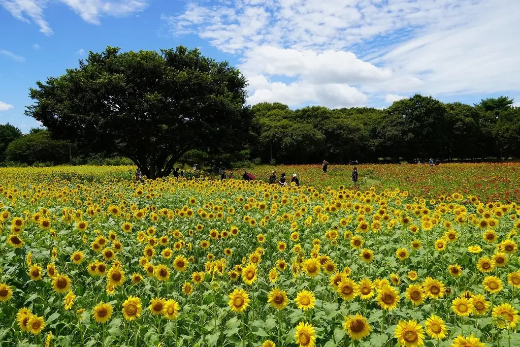 「とびっきり！夏フェア！」を開催します（国営ひたち海浜公園） 画像 2
