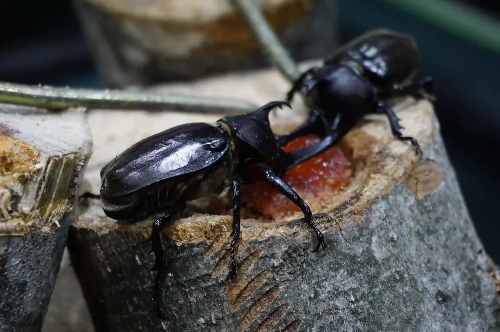 「とびっきり！夏フェア！」を開催します（国営ひたち海浜公園） 画像 6