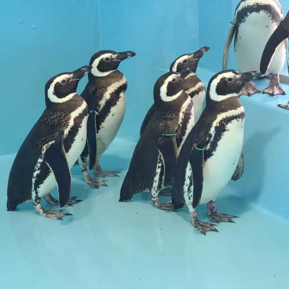 「アクアリウムは踊らない」×「長岡市寺泊水族博物館」スペシャルコラボ開催決定!コラボ中の水族館を訪問するファンツアーも実施! 画像 4