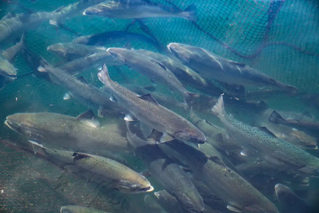 Smolt、宮崎県産日向夏を配合した「日向夏サーモン」販売開始 画像 3