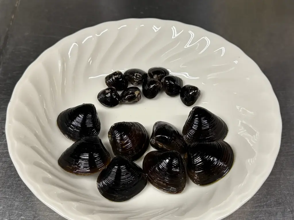 【今だけの味覚】青森・十三湖の【特大しじみ】が到着|奥羽の宴の名物「しじみバター」が期間限定でサイズアップ! 画像 2