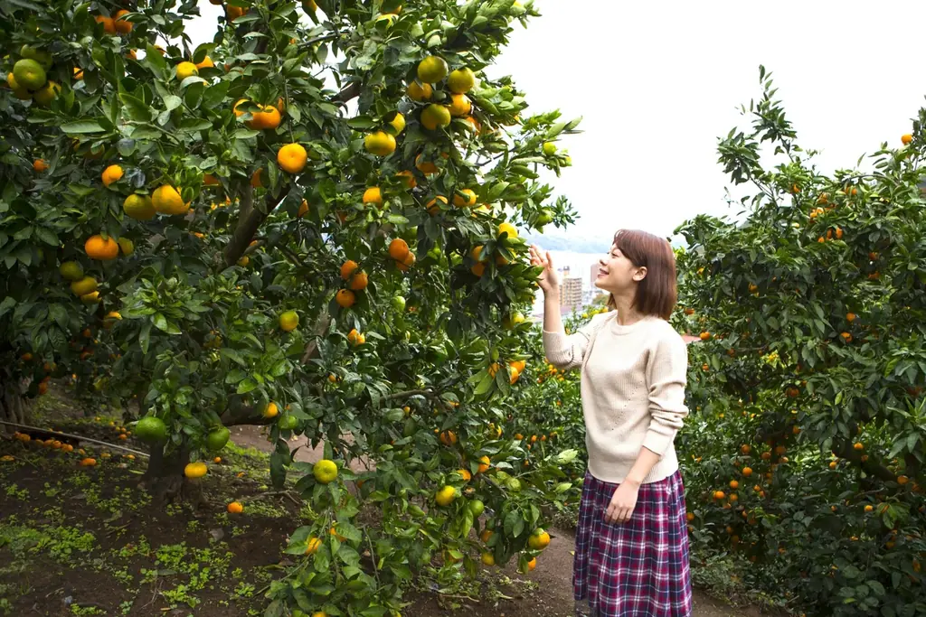7月18日開始！湯河原でみかん狩りと記念日ステイ体験