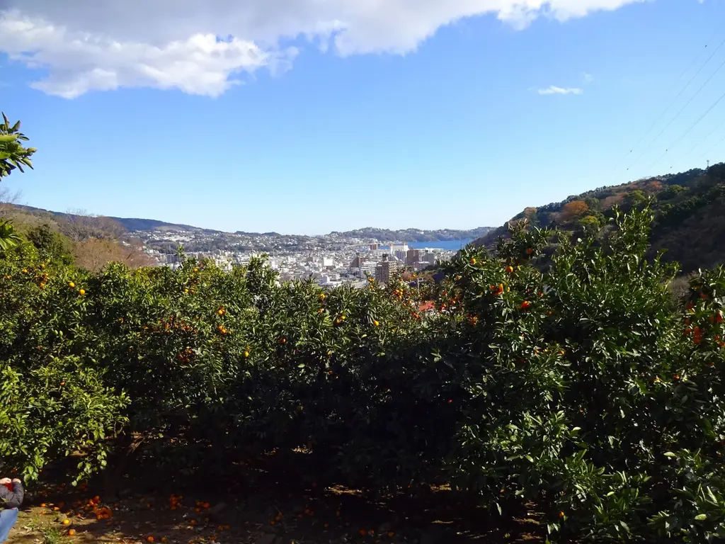 【ラ・クラッセ・ドゥ・シェネガ】湯河原の秋を味わい・贈る旅へ――地元湯河原産みかんを味わう体験旅と、感謝を伝える記念日ステイの2つの秋限定プランが7月18日スタート！ 画像 3