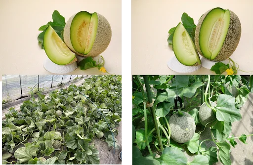 累計販売本数590万本を突破しているJA全農「ニッポンエール」とファミマルのコラボシリーズ　熊本県産青肉メロンを使用したのむヨーグルト「のむヨーグルト　熊本産メロン」7月22日から発売 画像 2