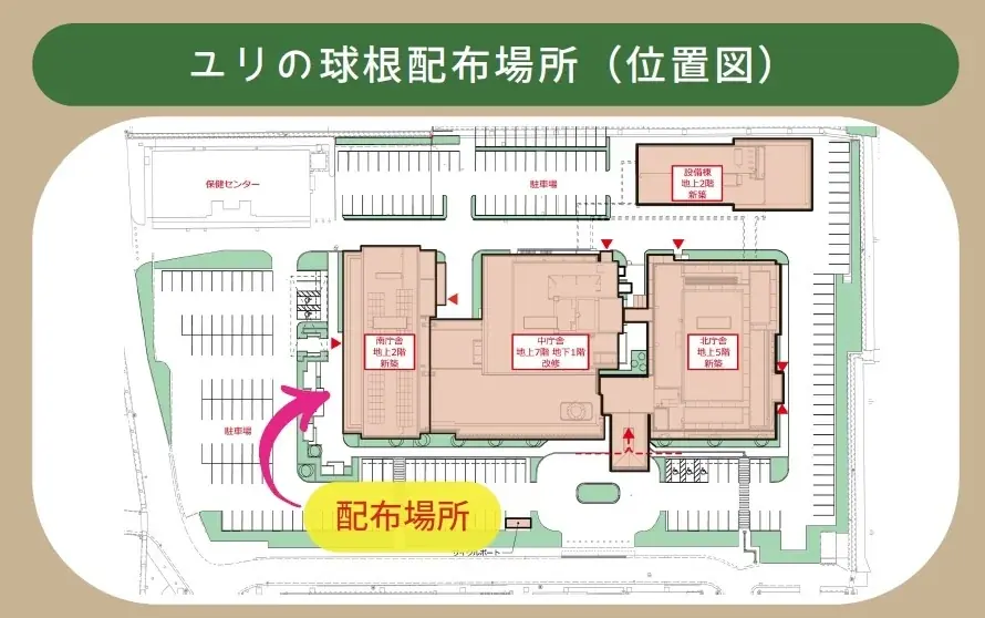 【千葉/袖ケ浦】リリー・フェスティバルを開催します 画像 2