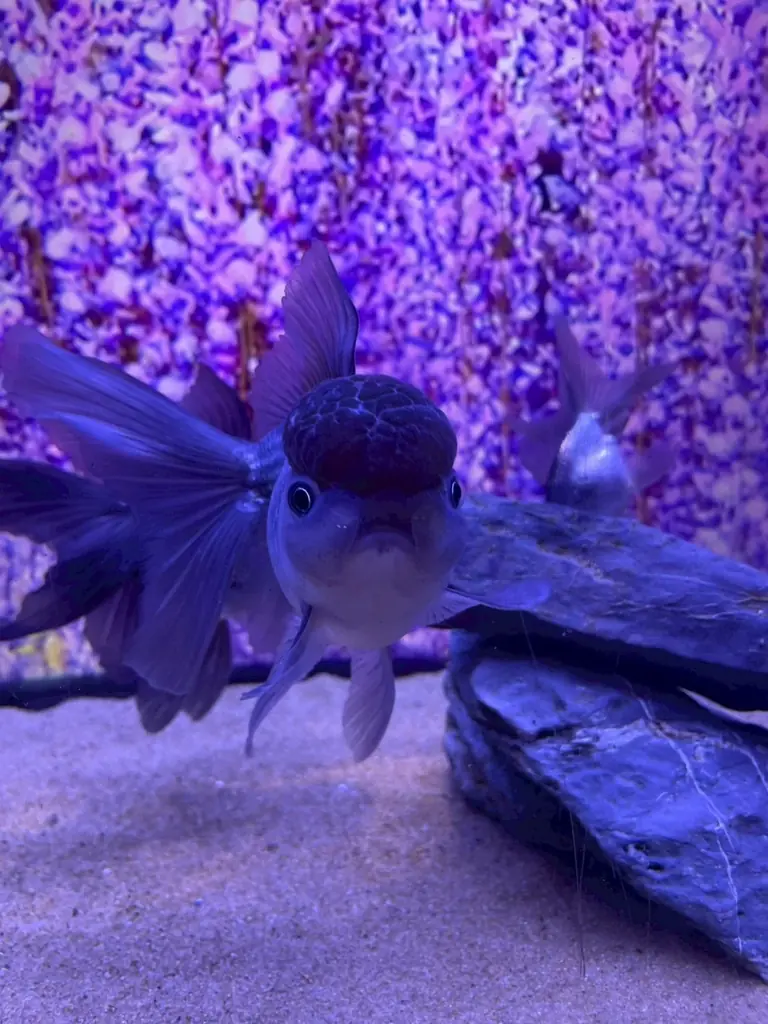 『UWS AQUARIUM GA☆KYO』夏限定イベント「夏めく金魚と星今宵」を開催！夏の風物詩と夜空のきらめきが交差する、涼やかで幻想的なアクアリウム体験 画像 5