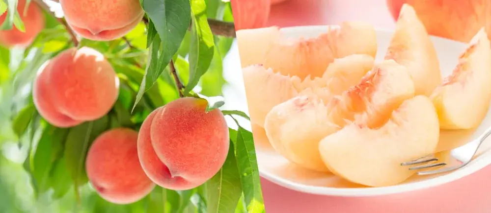 山形県産「溢れる甘さ!あかつき桃」を販売開始!とろける甘さ、滴る果汁の贅沢を再び 画像 2