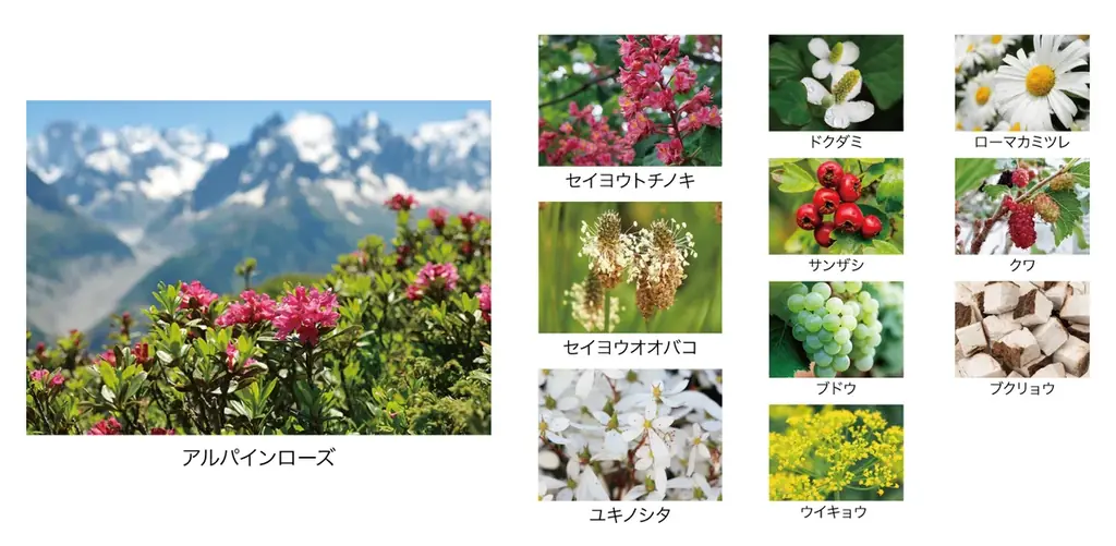 目もと、そして輝く。サイエンス×糖花*¹ 重ねた時間を輝きに変える「エイジーセオリー」スキンケアシリーズから待望のアイクリームが登場 画像 4