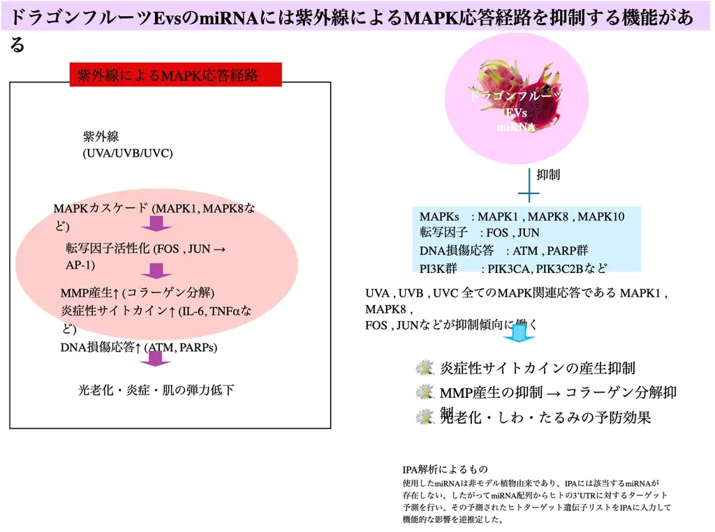 植物由来・新規化粧品原料の販売開始※！！ 画像 2