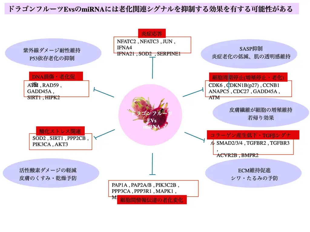 植物由来・新規化粧品原料の販売開始※！！ 画像 3