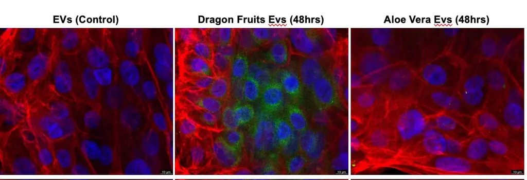 植物由来・新規化粧品原料の販売開始※！！ 画像 4