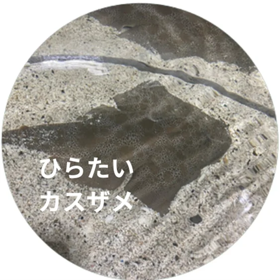 【伊勢シーパラダイス×おでかけ子ザメ】この夏、ゼロ距離水族館で“たのSEA”体験を！7月25日（金）〜9月23日（火）／映画公開記念 コラボイベント 画像 4