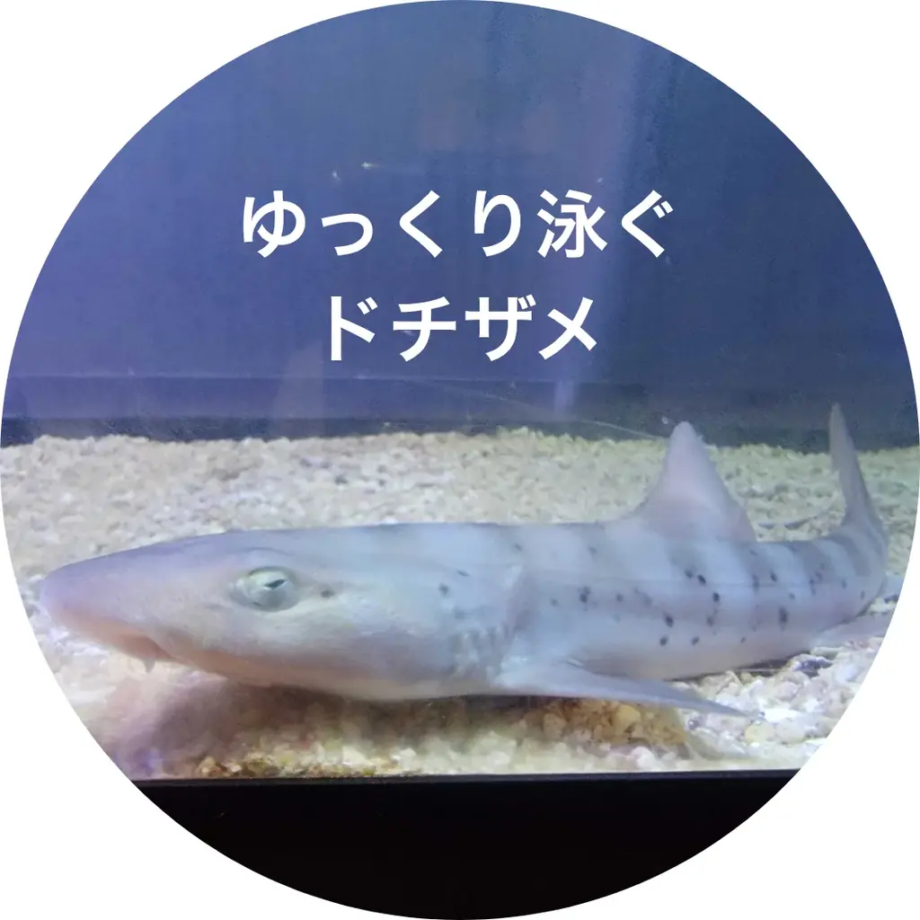 【伊勢シーパラダイス×おでかけ子ザメ】この夏、ゼロ距離水族館で“たのSEA”体験を!7月25日(金)〜9月23日(火)/映画公開記念 コラボイベント 画像 5