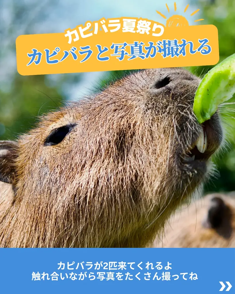 「SHINJUKU カピバラ夏祭り」まであと３日！カピバラがスイカを頬ばる「もぐもぐタイム※」が見れるかも!? あれもこれもぜ〜んぶ無料＼新宿アイランドタワー・パティオ広場へみんなで集まれ／ 画像 3