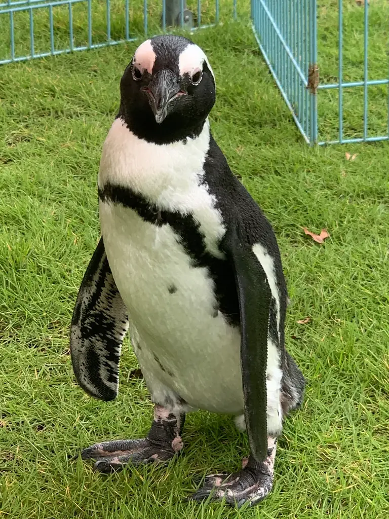 ペンギンが競輪場へやってくる! 水遊びも楽しめる「とよけいウォーターフェスティバル2025」初開催 画像 3