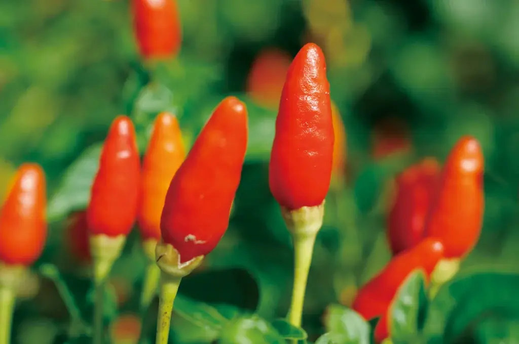 【沖縄・ご当地ふりかけ】「ポークたまごふりかけ」と「島とうがらしふりかけ」の2アイテムを７／２５(金)より発売 画像 5