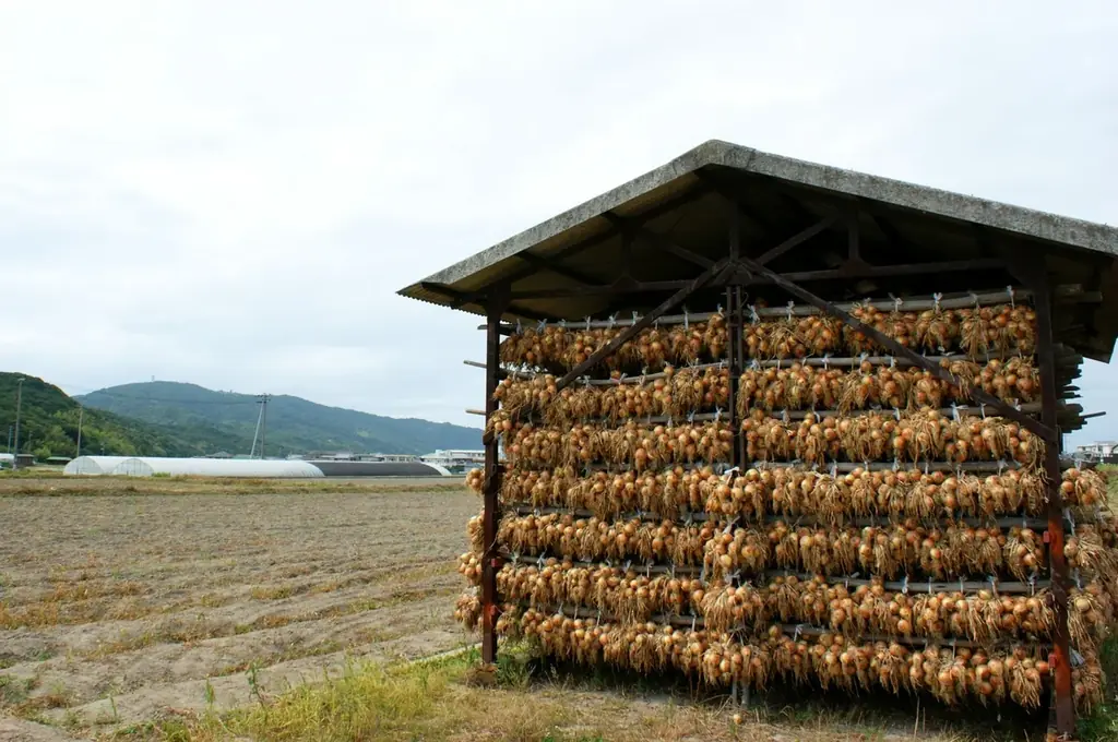 ＜＜アルデ新大阪＞＞期間限定ショップ、WESTERポイントアップなどお知らせ 画像 9