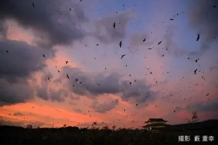 ６万羽の『ツバメのねぐら入り』（平城宮跡歴史公園） 画像 1