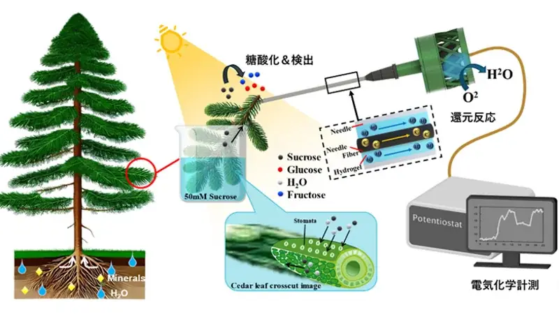 植物体内への糖輸送をリアルタイムで監視する「植物刺入型多酵素センサ」を開発〔早稲田大学, 北九州市立大学, 岡山大学〕 画像 2