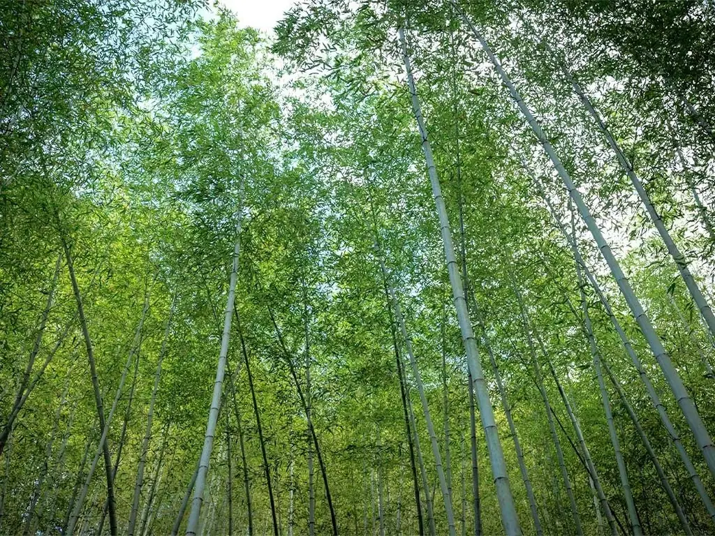 大阪・関西万博「虎竹花籠ワークショップ」開催しました 画像 4