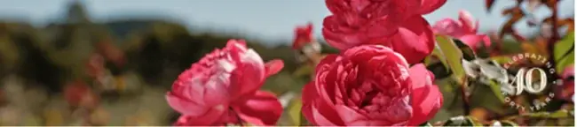 100本のローズに包まれるかのような新体験リトリート空間「100 Skin Care Rose Room」をジュリークが提案プロデュース！秋以降本格始動。 画像 5