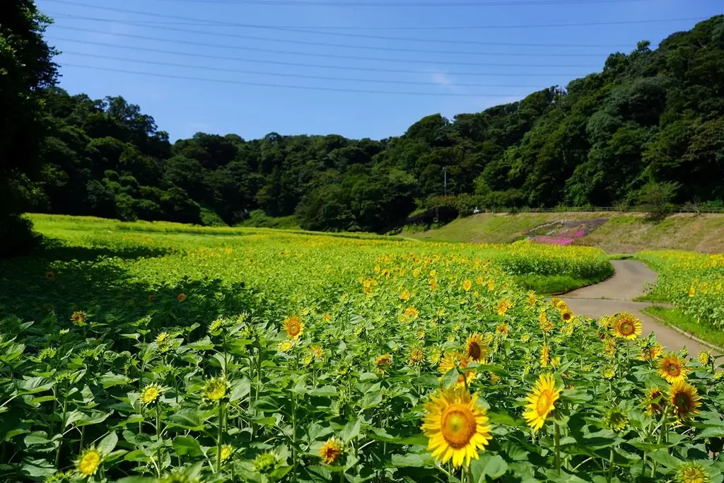7月29日開始！横須賀くりはま花の国の大規模ヒマワリ花畑見頃情報