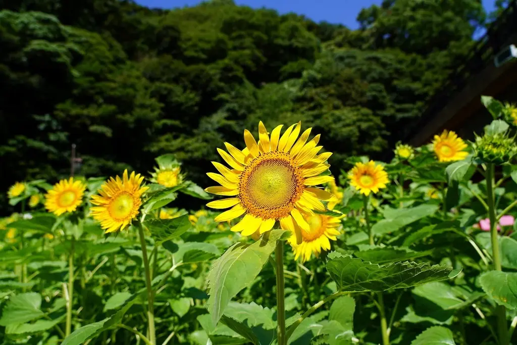 初の大規模「ヒマワリ」花畑・100万本が見頃を迎えました！（横須賀市くりはま花の国） 画像 2
